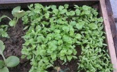 香菜（芫荽）白粉虱如何防治？發生規律是什么