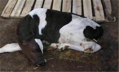 新生牛犢拉綠屎的原因是什么，如何治療？