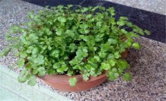 香菜陽臺怎么種？陽臺香菜的種植時間與方法