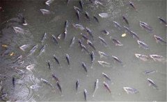鯽魚在什么季節產卵，鯽魚產卵需要什么條件