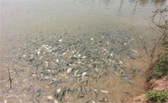 鯽魚養殖密度多少合適？鯽魚飼喂注意事項