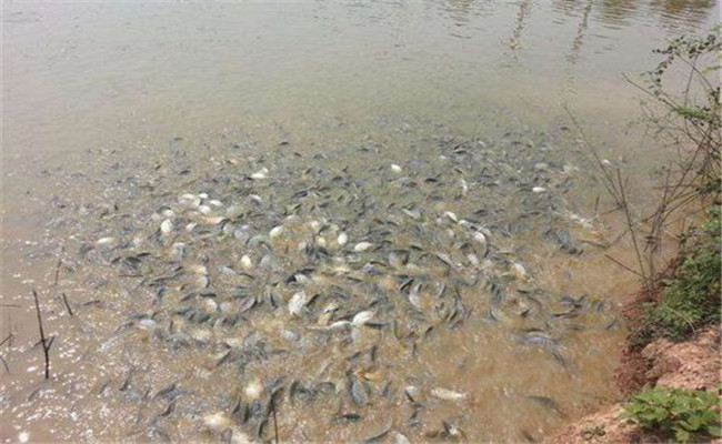 鯽魚養殖密度多少合適