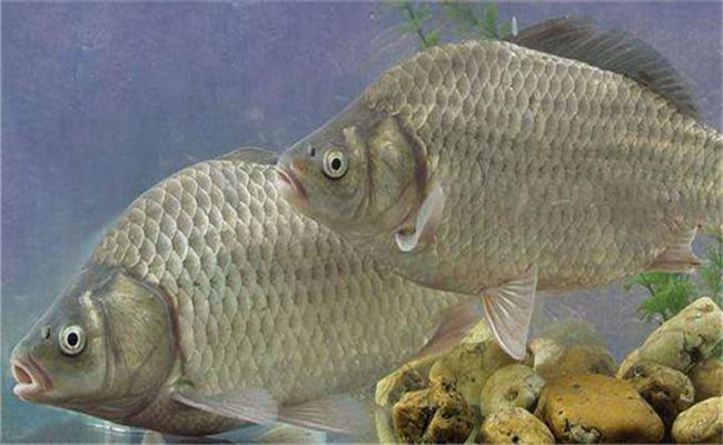 鯽魚養殖周期一般是多久