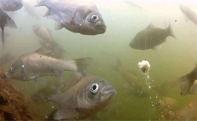 鯽魚產卵需要什么條件
