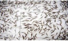 鯽魚是怎么繁殖的？鯽魚的發育過程簡介