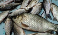 鯽魚是淡水魚還是海魚？鯽魚主要品種簡介