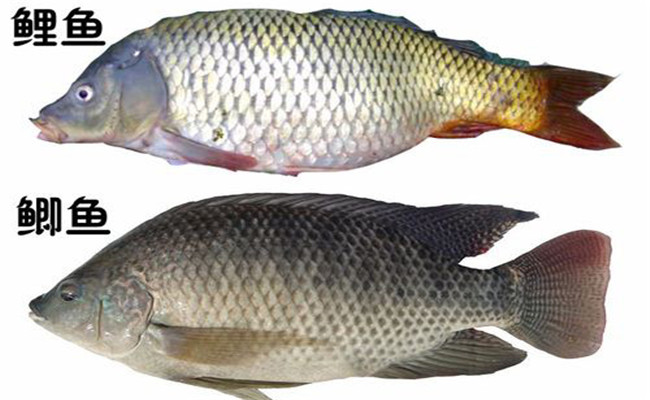 鯽魚跟鯉魚的區別