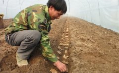 生姜的種植密度是多少？生姜浸種消毒新配方