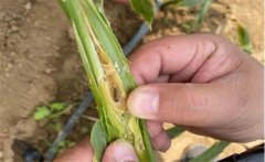 生姜種植如何防治姜薊馬？姜薊馬用什么藥？