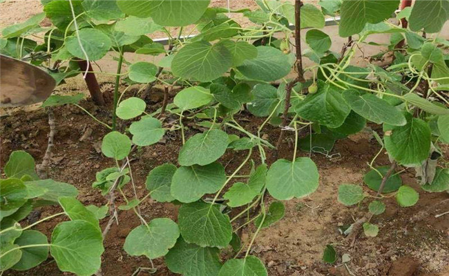 軟棗獼猴桃什么季節種植合適