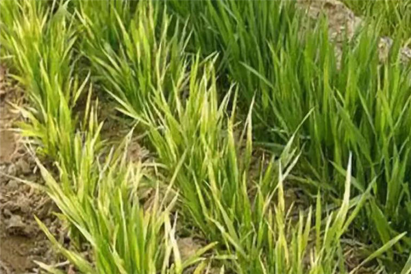小麥發黃死苗爛根怎么防治