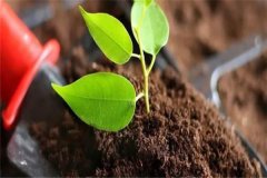 多菌靈可以直接澆灌嗎？如何使用多菌靈灌根？