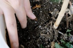 多菌靈可以直接拌花土嗎？多菌靈土壤消毒方法