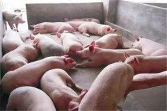 育肥豬不吃食是什么原因，豬不吃食怎么辦？