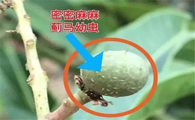 苦瓜薊馬發生規律