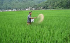 水稻生產為什么要多施鉀肥，水稻怎么施用鉀肥