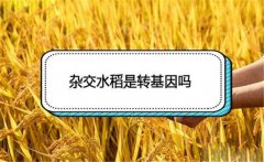 雜交水稻是轉基因嗎 雜交水稻和普通水稻的區別