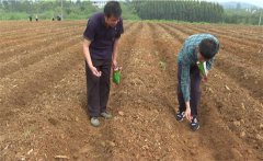 豇豆苗期如何管理？如何確定豇豆的移栽苗齡？
