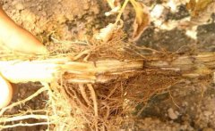 怎樣防治黃花菜根腐病，發病原因是什么？