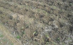 怎樣給黃花菜施肥？黃花菜不同生長期施什么肥