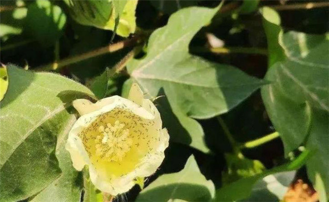 花薊馬的發生規律