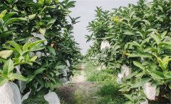 蓮霧種植為什么要套袋？蓮霧的套袋方法是什么