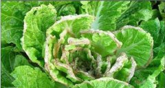 大白菜爛心是怎樣回事 大白菜已爛心還能吃嗎？