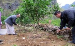 橙子樹如何施肥？橙子樹的根外施肥須知