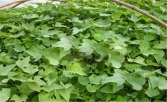 甘薯的原產地是哪里？甘薯和紅薯有什么區別？