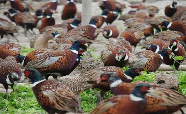 野雞吃什么食物、怎么喂養