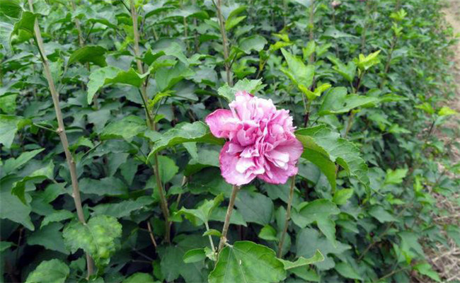木槿的變種、變型及品種