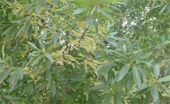 杜英是常綠還是落葉、杜英是喬木還是灌木