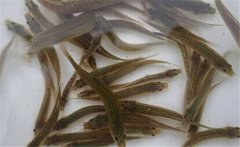 泥鰍的生活習性 大棚養泥鰍一年能養幾茬