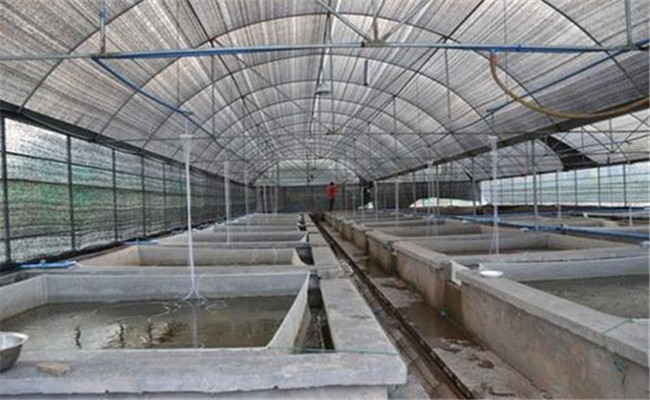 大棚養泥鰍高產技術要點