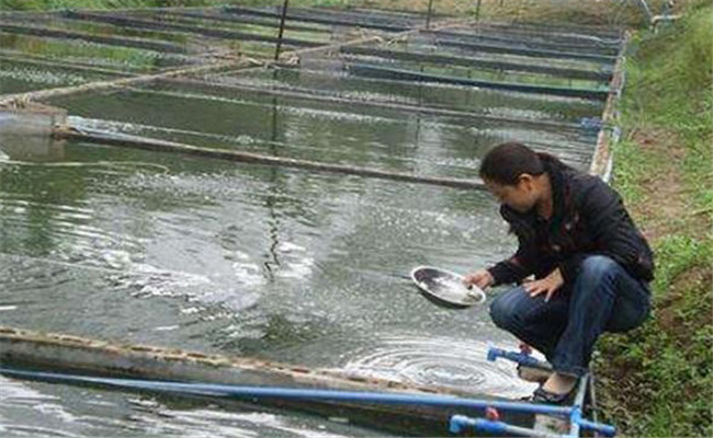 養泥鰍水深好還是水淺好
