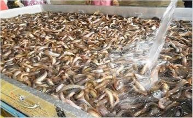 養殖泥鰍的飼料建議配方