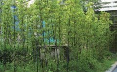 紫竹怎么養才能更旺盛？紫竹的園林用途