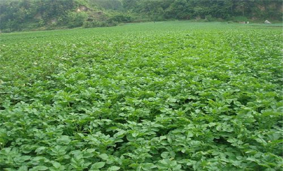 土豆種植要抓住這些要點才能實現高產