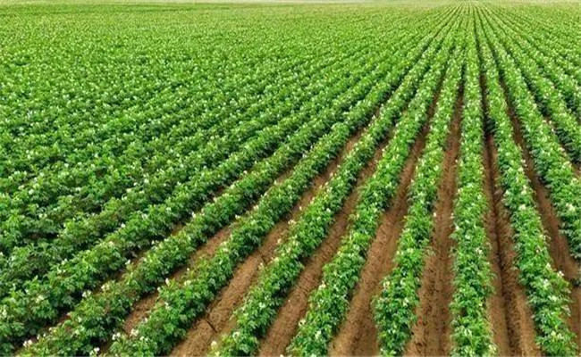 馬鈴薯播種方法因區域不同而不同