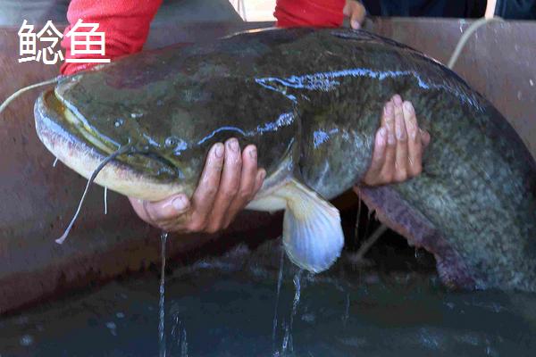黑魚與鯰魚有什么區別