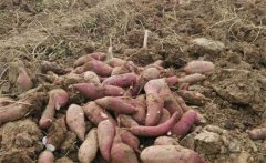 甘薯、甜豌豆高效栽培新模式