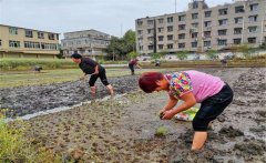 記住西瓜種植的訣竅，可讓西瓜大圓甜掉牙！