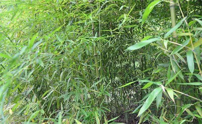 水竹的形態特征