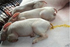 豬吐食拉稀是怎么回事、怎么治、用什么藥治療