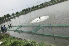 黃顙魚的養殖基本知識：池塘黃顙魚養殖技術