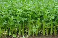 芹菜畝產量一般多少斤？芹菜種植方法