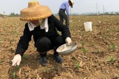 種植玉米怎么施底肥好，玉米為什么會長杈子