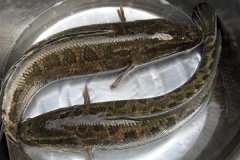 黑魚最大能長多少斤，黑魚與鯰魚有什么區別