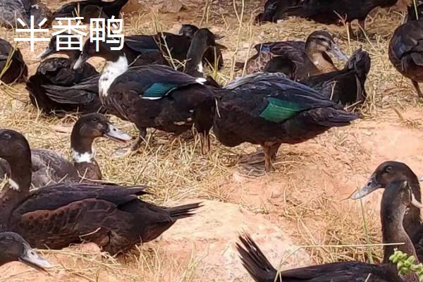 番鴨和半番鴨的區別