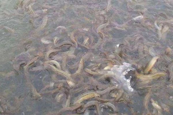 泥鰍的養殖前景如何